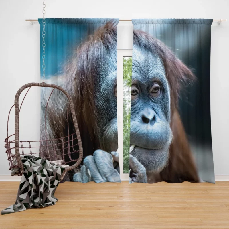 Orangutan Primate Wonder Curious Persona Curtain