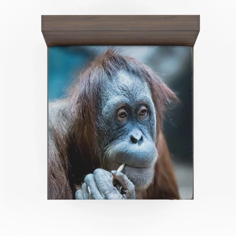 Orangutan Primate Wonder Curious Persona Fitted Sheet 1