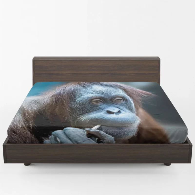 Orangutan Primate Wonder Curious Persona Fitted Sheet