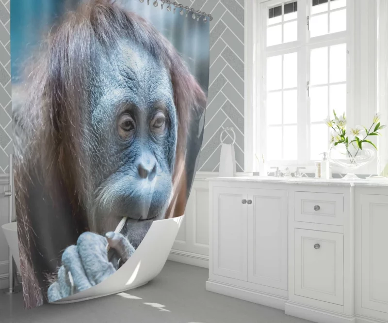 Orangutan Primate Wonder Curious Persona Shower Curtain 1