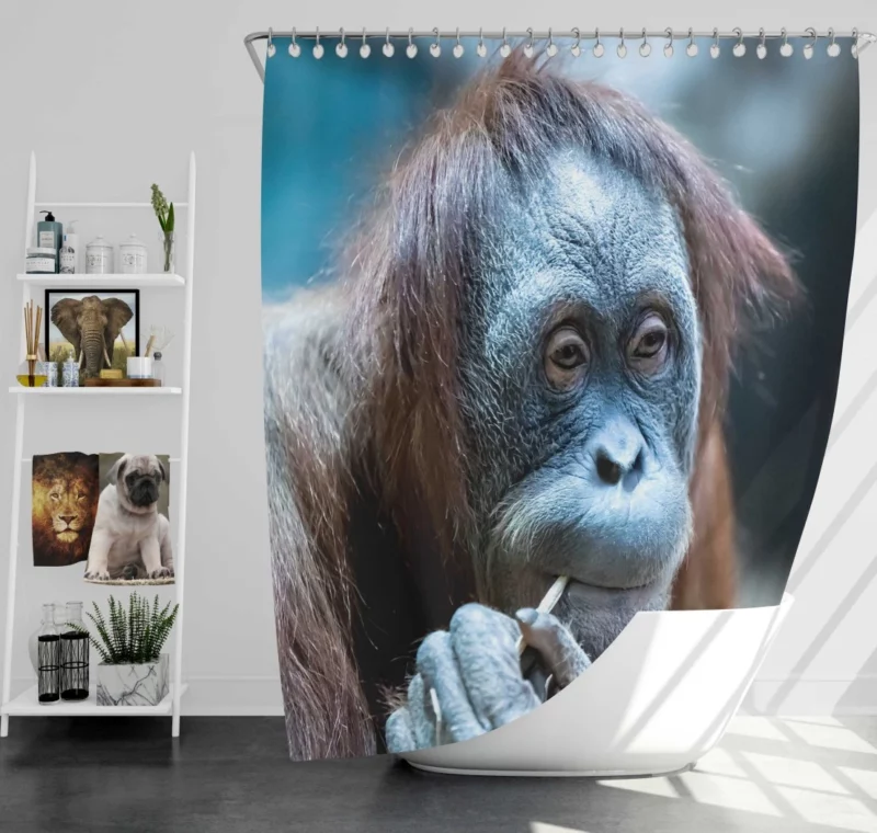 Orangutan Primate Wonder Curious Persona Shower Curtain