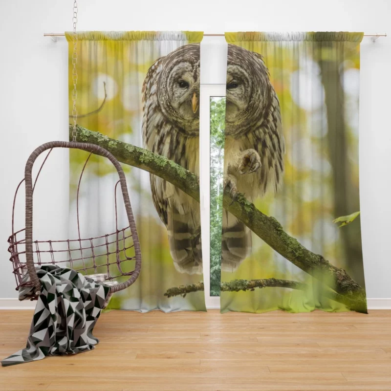 Owl Depth of Field Enigmatic Gaze Curtain