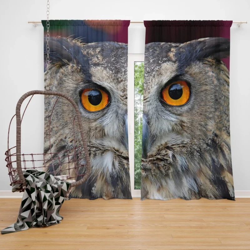 Owl Enigmatic Gaze Nocturnal Observer Curtain