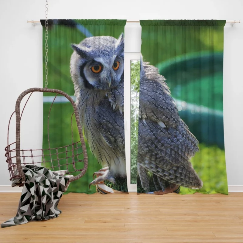 Owl Enigmatic Stare Nocturnal Watch Curtain