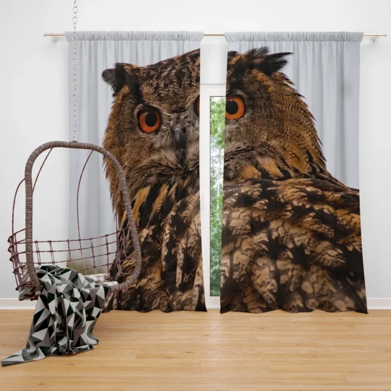 Owl Nocturnal Gaze Silent Watch Curtain