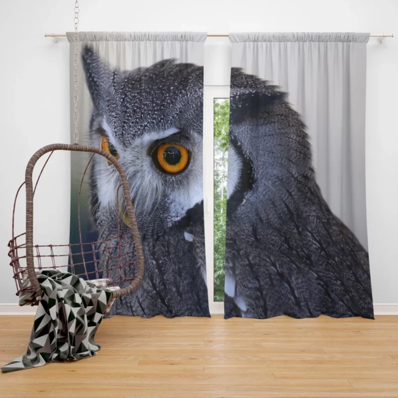 Owl Nocturnal Majesty Enigmatic Gaze Curtain