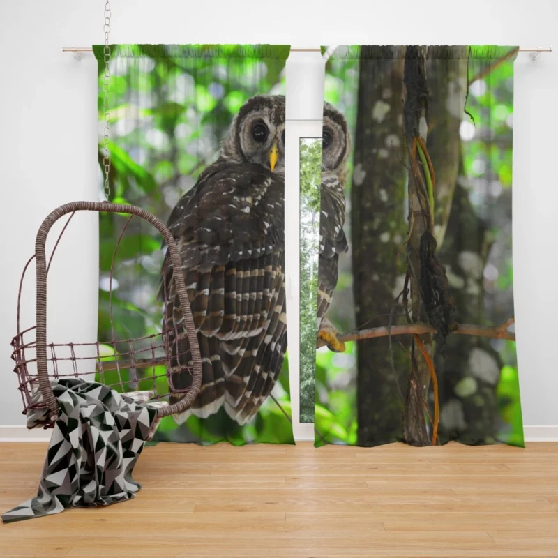 Owl Nocturnal Watch Enigmatic Observer Curtain