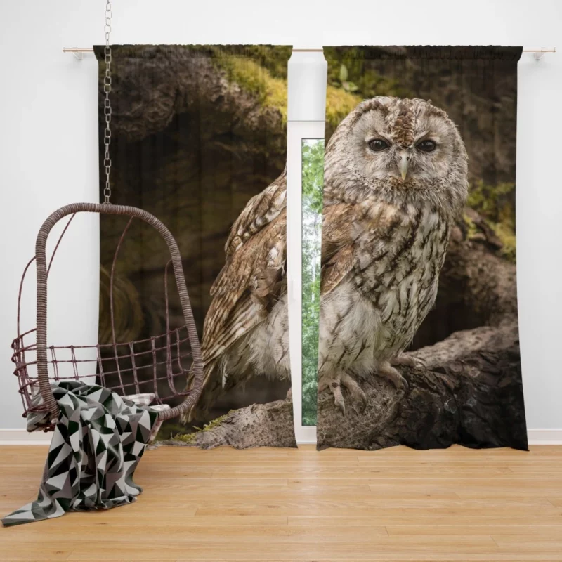 Owl Nocturnal Watch Silent Guardian Curtain