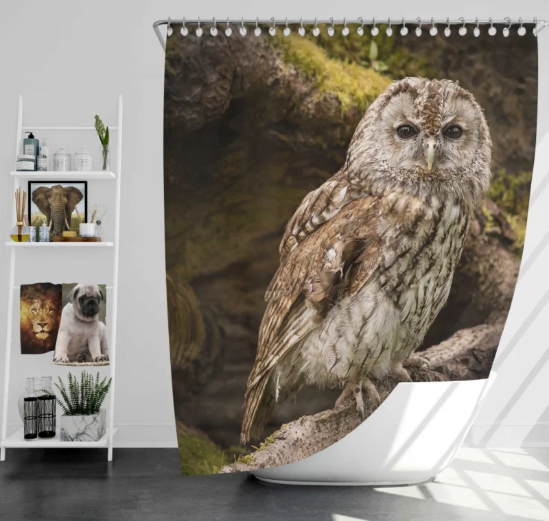 Owl Nocturnal Watch Silent Guardian Shower Curtain