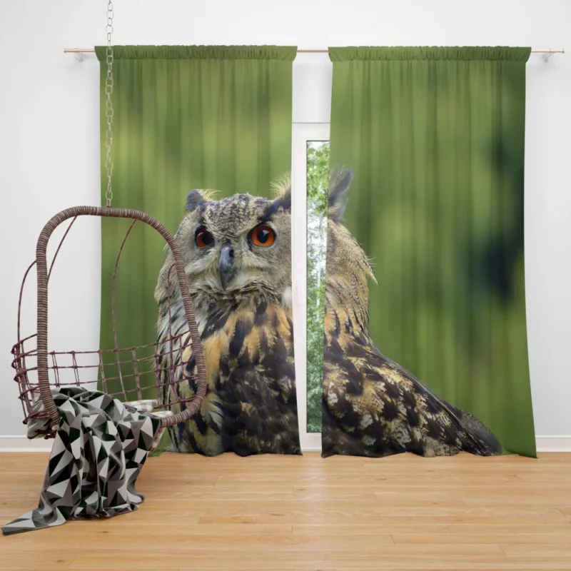 Owl Silent Observation Curtain