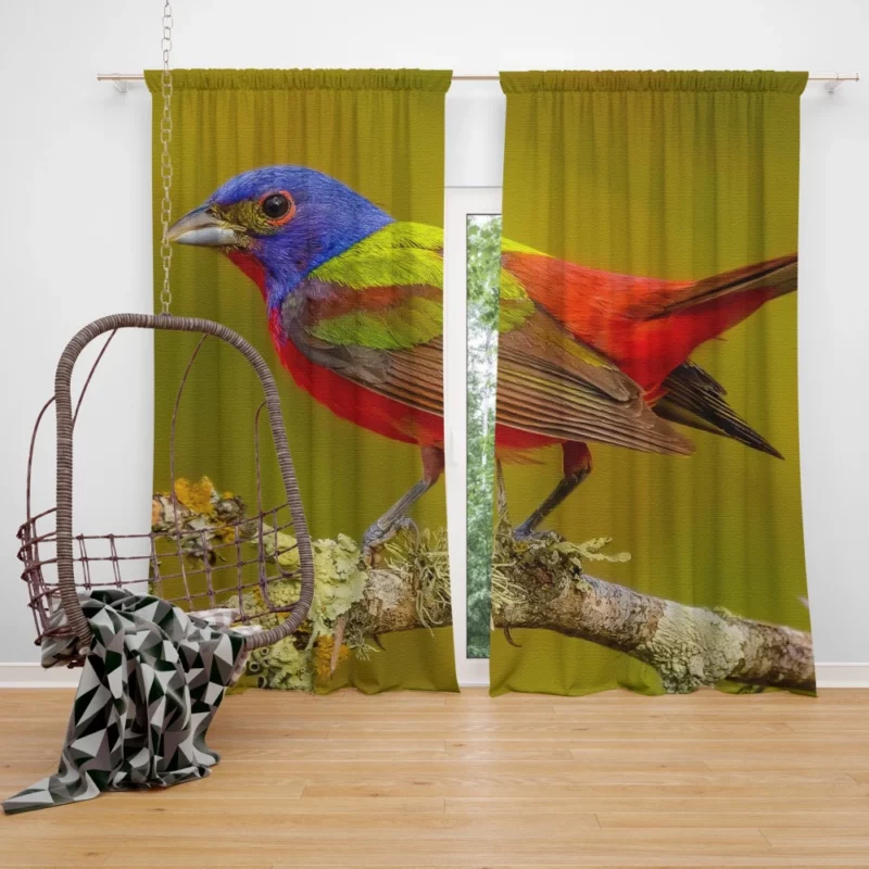 Painted Bunting Colorful Beauty Vibrant Passerine Curtain