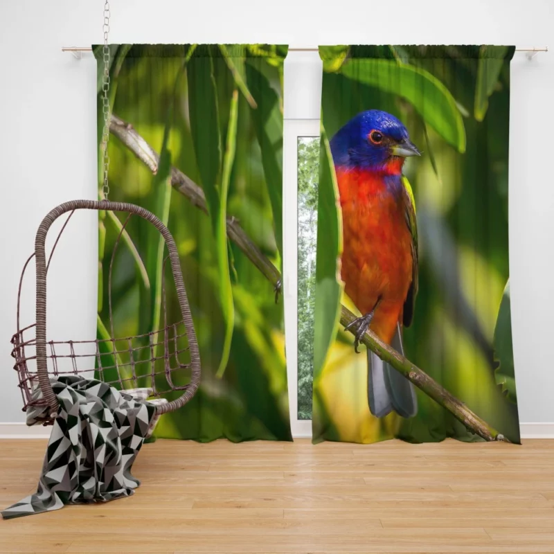 Painted Bunting Vibrant Plumage Artful Display Curtain