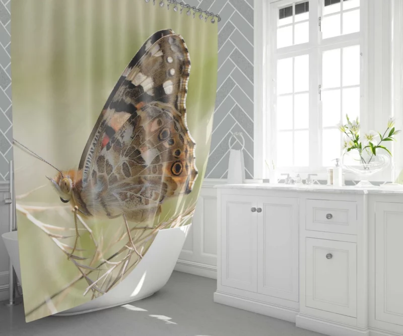 Painted Lady Butterfly Delicate Elegance Shower Curtain 1