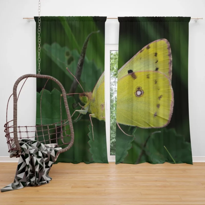 Pale Clouded Yellow Butterfly Ephemeral Charm Curtain