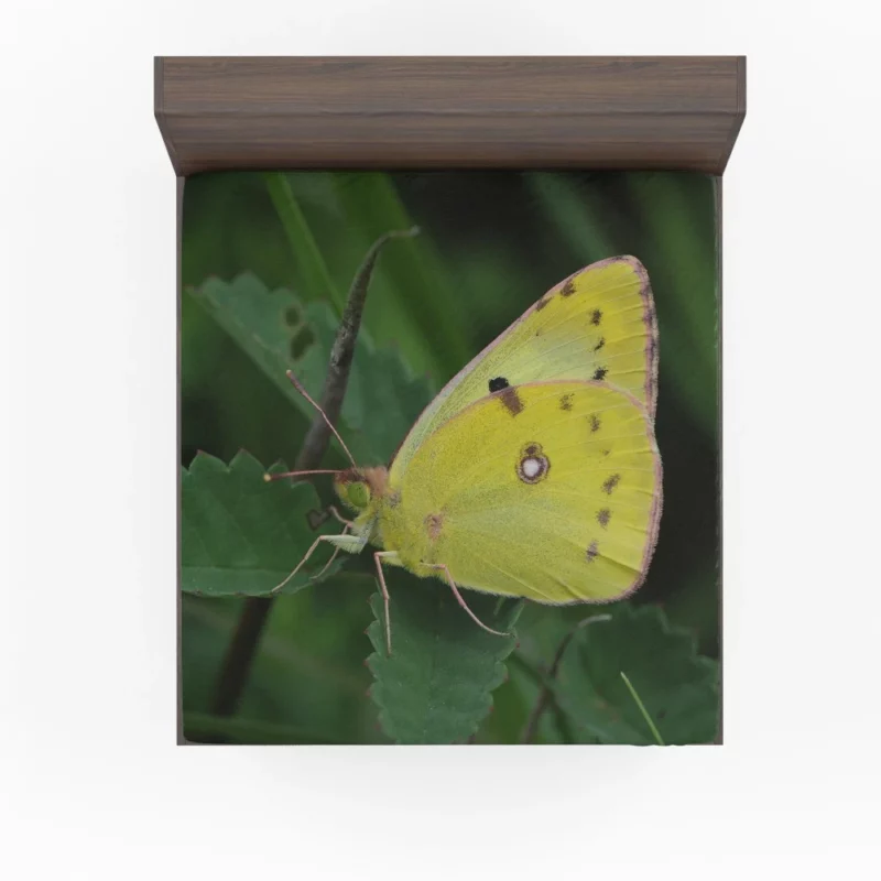 Pale Clouded Yellow Butterfly Ephemeral Charm Fitted Sheet 1