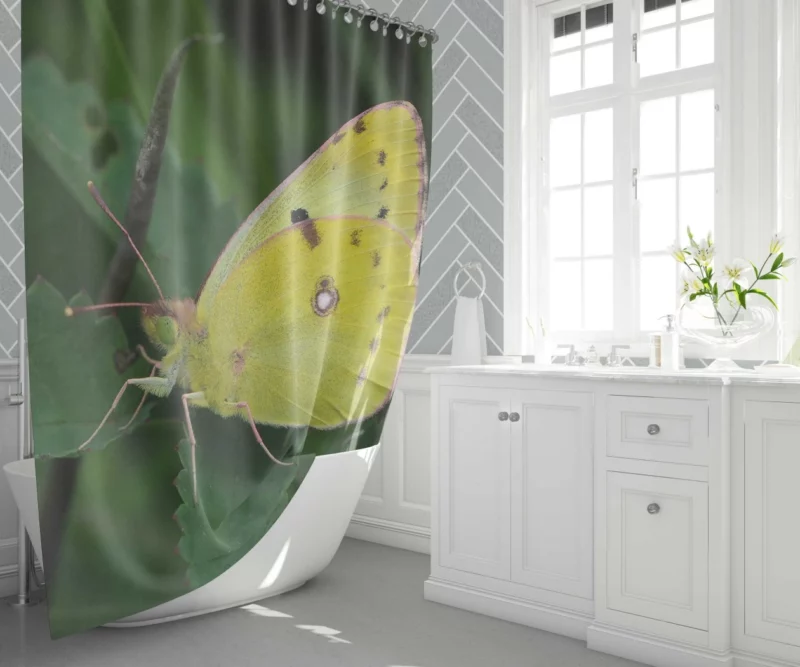 Pale Clouded Yellow Butterfly Ephemeral Charm Shower Curtain 1