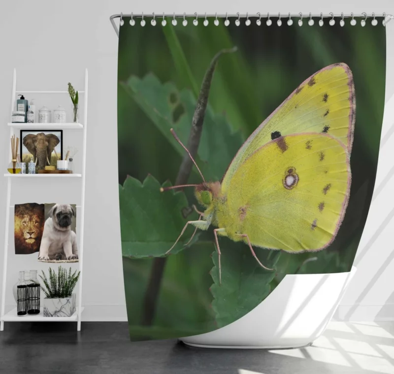 Pale Clouded Yellow Butterfly Ephemeral Charm Shower Curtain