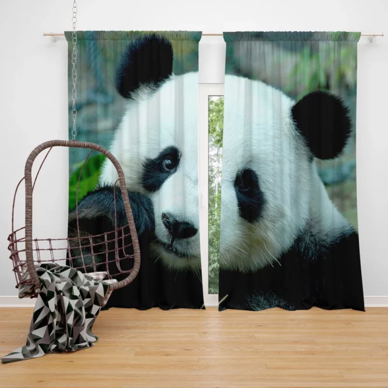 Panda Serenity Gentle Giants Curtain