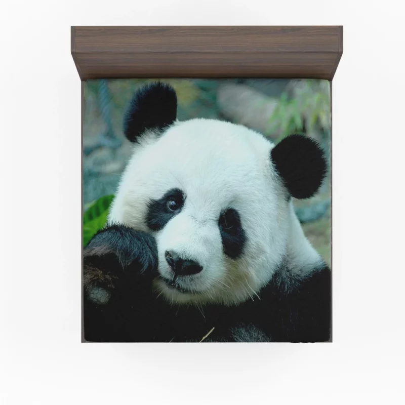 Panda Serenity Gentle Giants Fitted Sheet 1