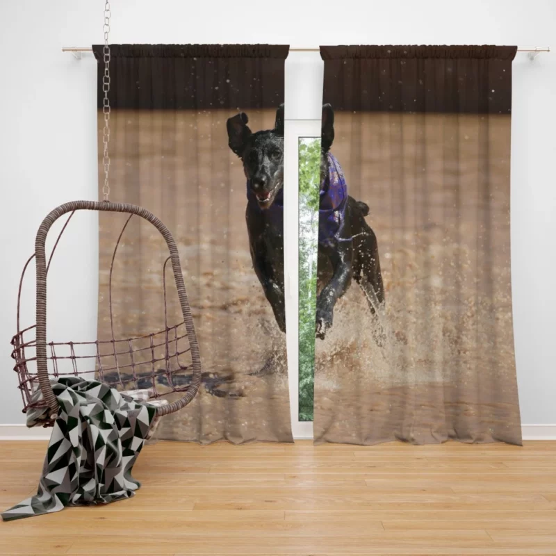 Patterdale Terrier Canine Charisma Curtain