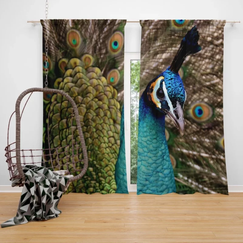 Peacock Colorful Display Nature Art Curtain