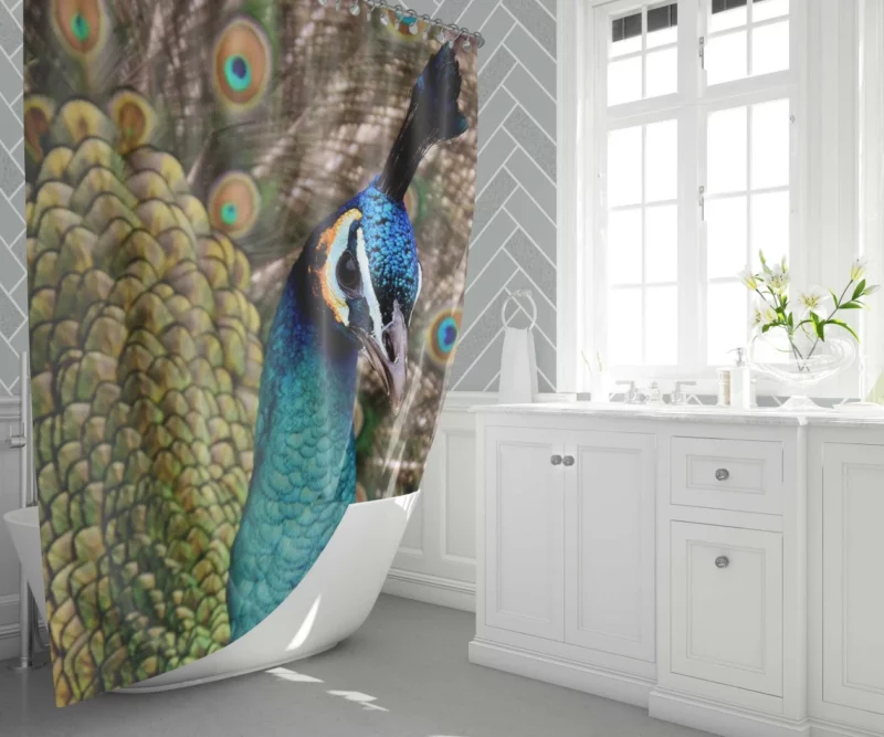 Peacock Colorful Display Nature Art Shower Curtain 1