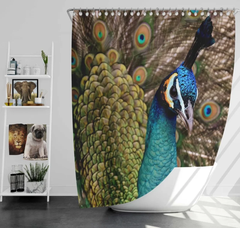 Peacock Colorful Display Nature Art Shower Curtain