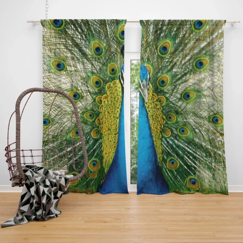 Peacock Dance Vibrant Beauty Curtain