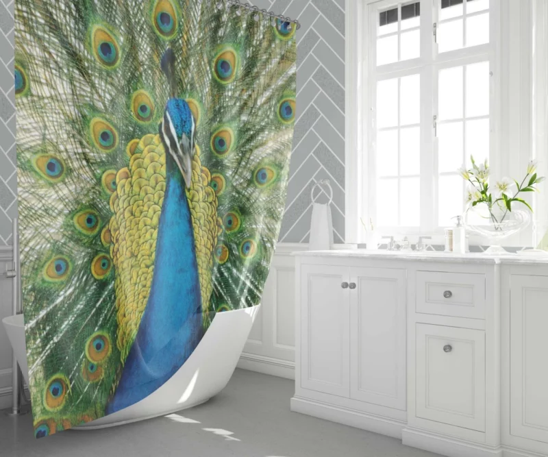 Peacock Dance Vibrant Beauty Shower Curtain 1