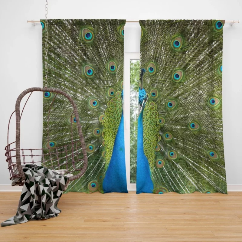 Peacock Dance Vibrant Elegance Curtain