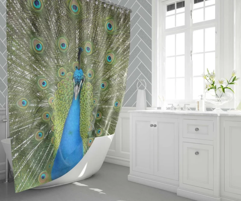 Peacock Dance Vibrant Elegance Shower Curtain 1