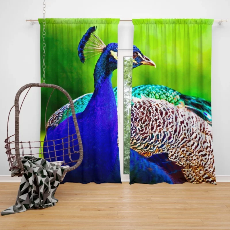 Peacock Exotic Vibrant Beauty Curtain