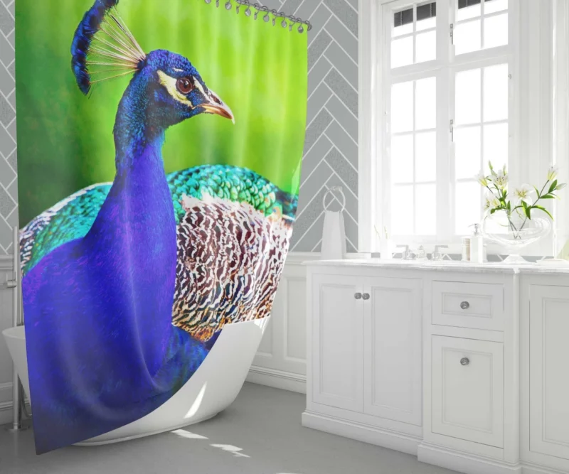 Peacock Exotic Vibrant Beauty Shower Curtain 1