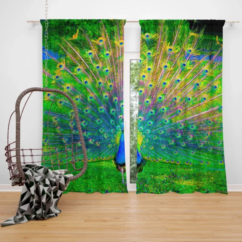 Peacock Exquisite Display Nature Elegance Curtain