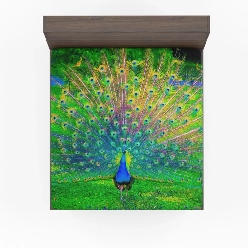 Peacock Exquisite Display Nature Elegance Fitted Sheet 1