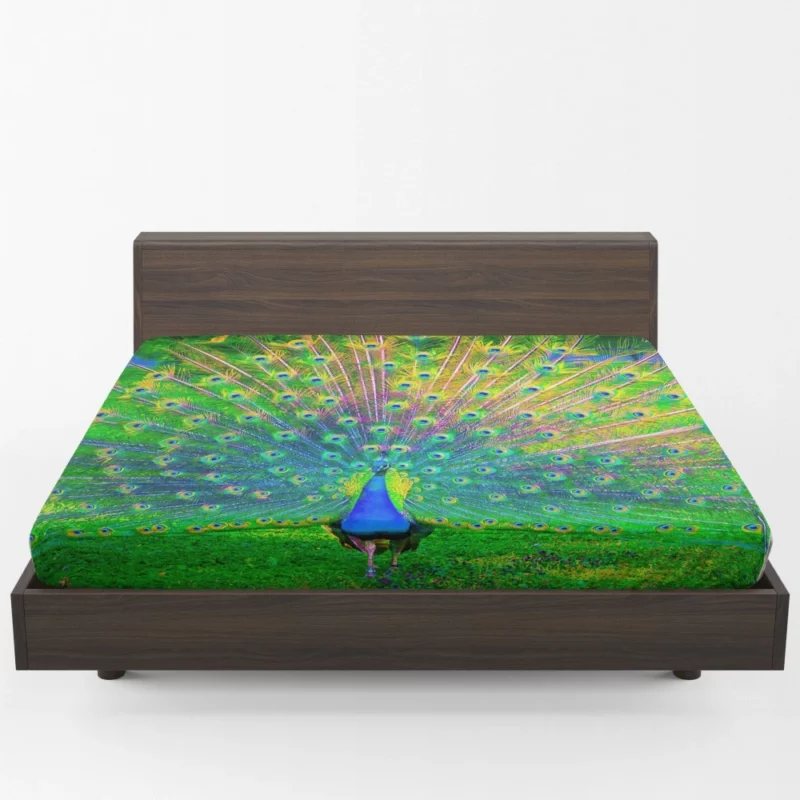 Peacock Exquisite Display Nature Elegance Fitted Sheet