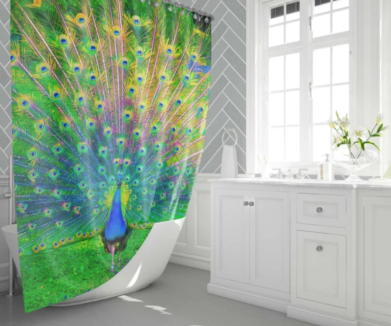 Peacock Exquisite Display Nature Elegance Shower Curtain 1