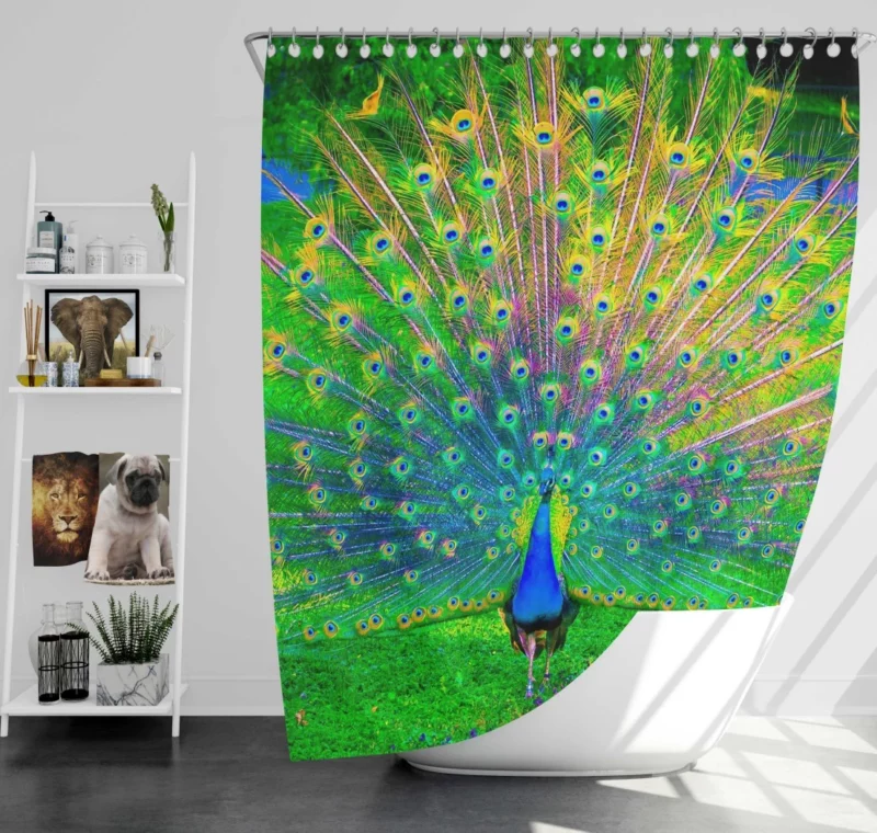 Peacock Exquisite Display Nature Elegance Shower Curtain