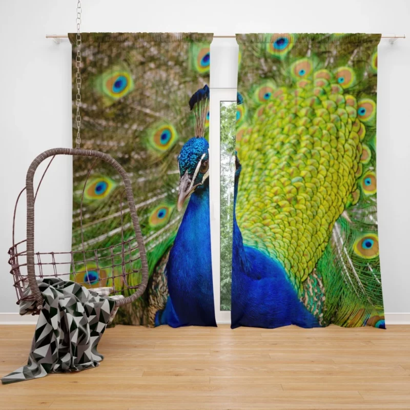 Peacock Feathered Beauty Regal Elegance Curtain