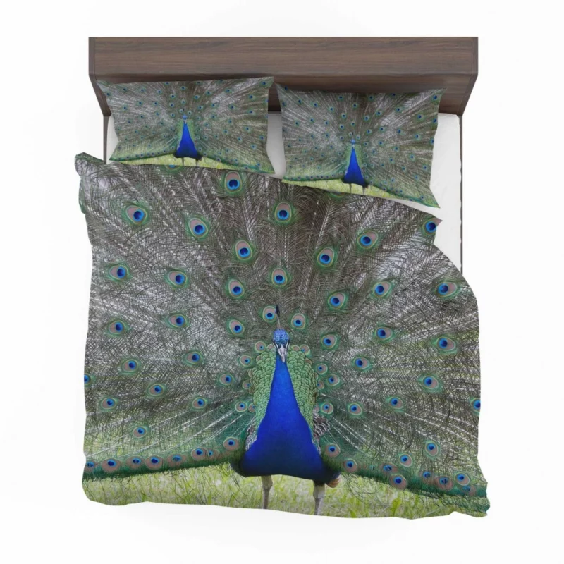 Peacock Radiant Plumage Avian Beauty Bedding Set 1