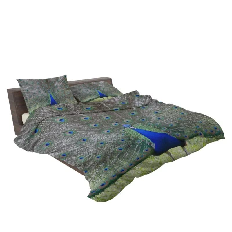 Peacock Radiant Plumage Avian Beauty Bedding Set 2