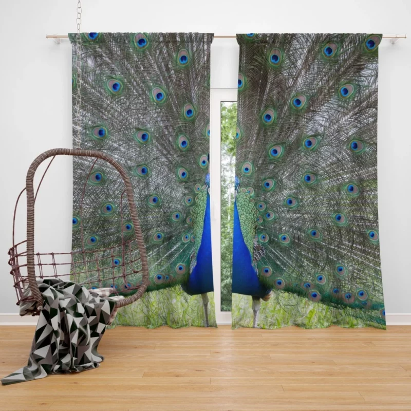 Peacock Radiant Plumage Avian Beauty Curtain