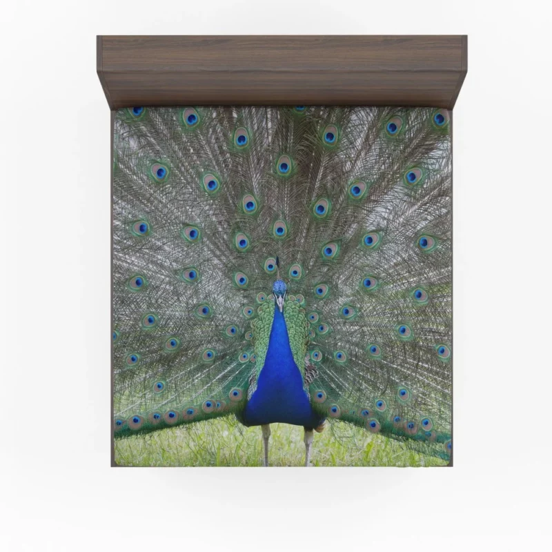 Peacock Radiant Plumage Avian Beauty Fitted Sheet 1