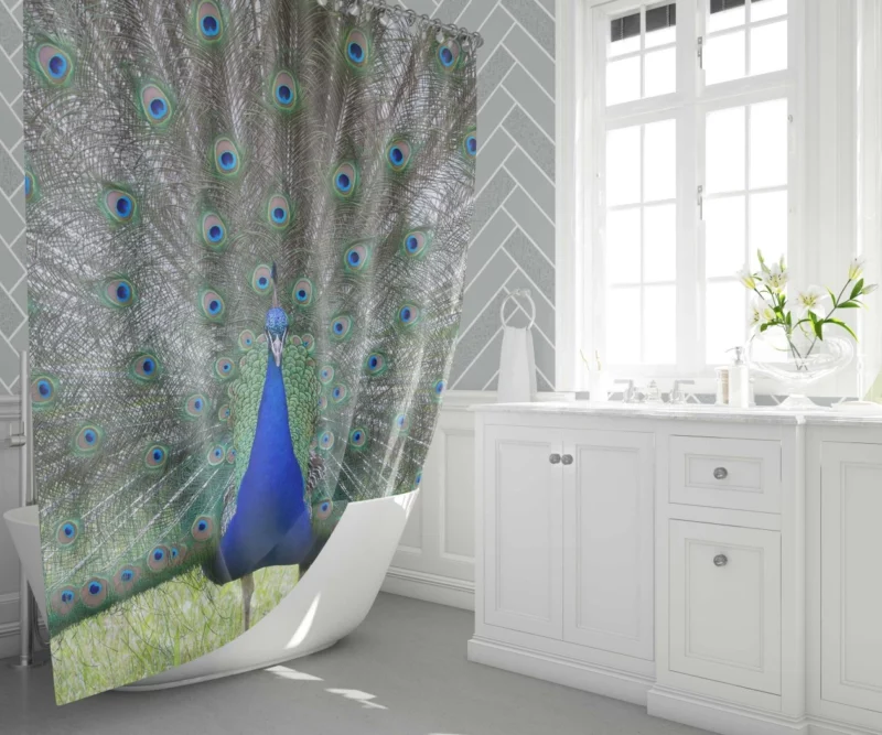 Peacock Radiant Plumage Avian Beauty Shower Curtain 1