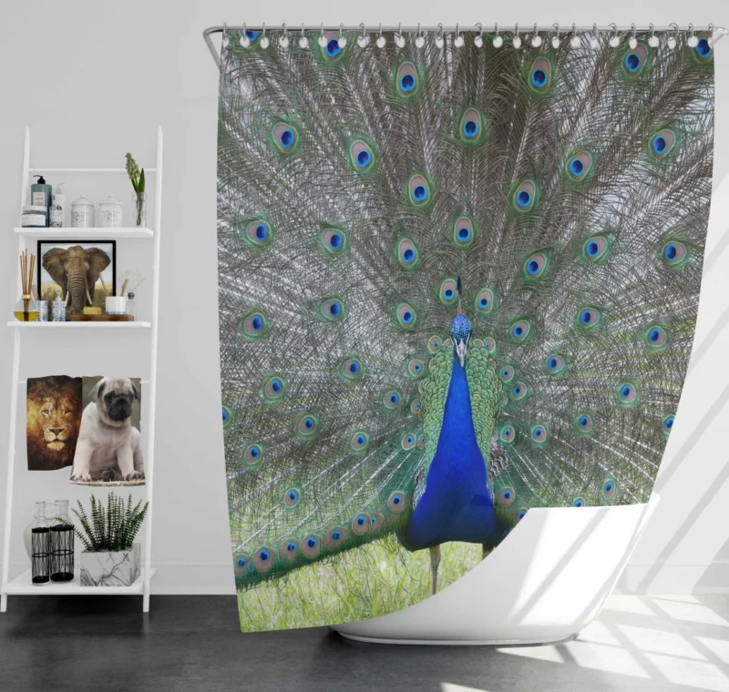 Peacock Radiant Plumage Avian Beauty Shower Curtain