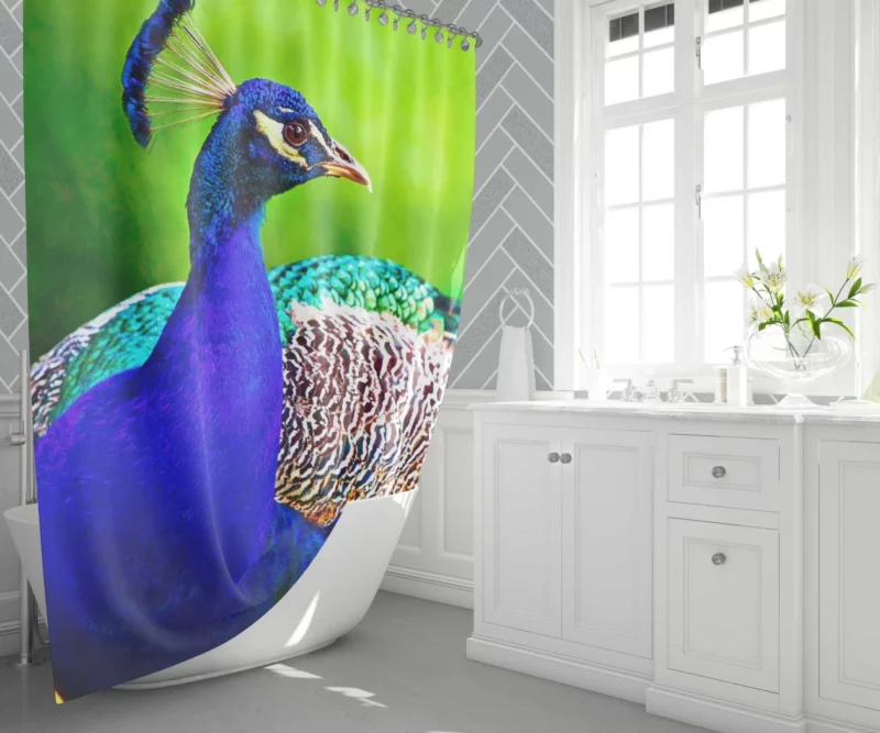 Peacock Stunning Plumage Majestic Bird Shower Curtain 1