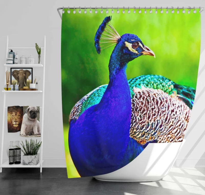 Peacock Stunning Plumage Majestic Bird Shower Curtain