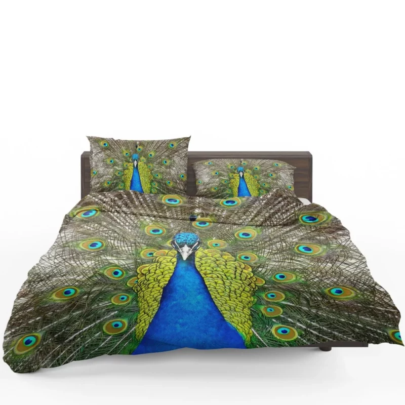 Peacock Vibrant Feathers Nature Splendor Bedding Set