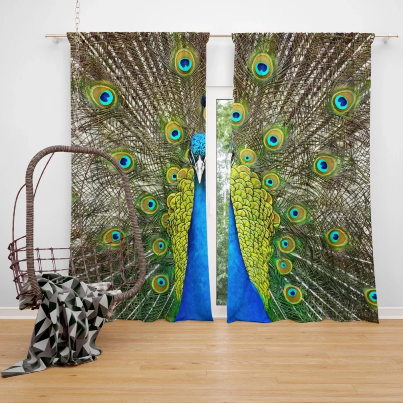 Peacock Vibrant Feathers Nature Splendor Curtain