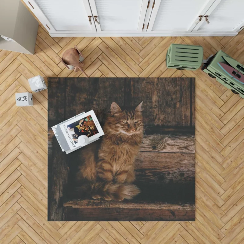 Pensive Stare Cat Gaze Rug